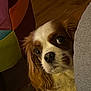 animal, brown_and_white, canine, cavalier_king_charles_spaniel, close_up, companion, couch, curious, cute, dog, ears, face, fur, furniture, home, indoor, looking, peeking, pet, wooden_floor