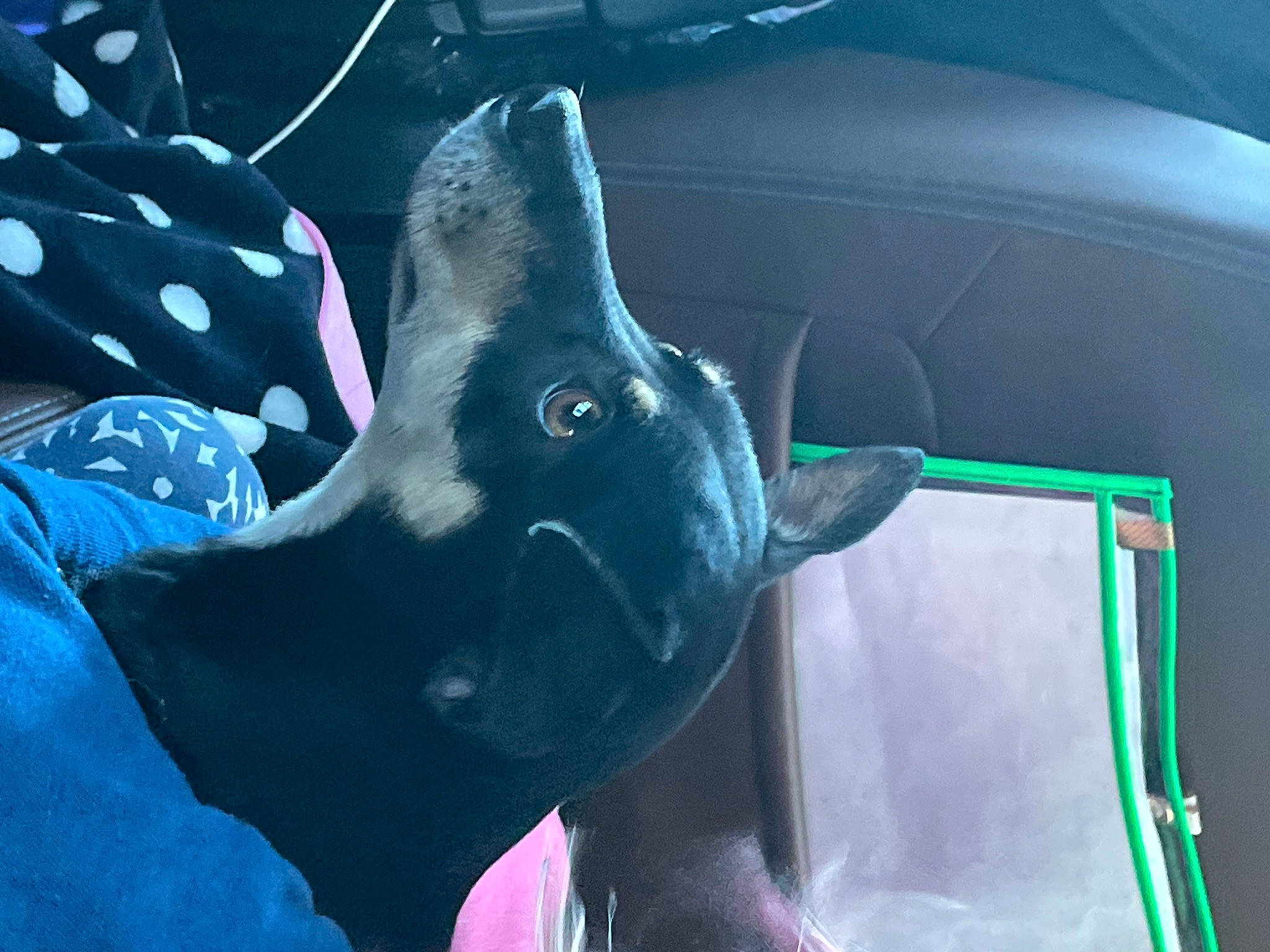 Jelly joined the competition — help win amazing prizes! auto_part, automotive_exterior, automotive_lighting, automotive_window_part, electric_blue, fawn, glass, horn, livestock, mammal, motor_vehicle, snout, steering_wheel, terrestrial_animal, vehicle_door, vertebrate, wildlife, window, windshield, working_animal