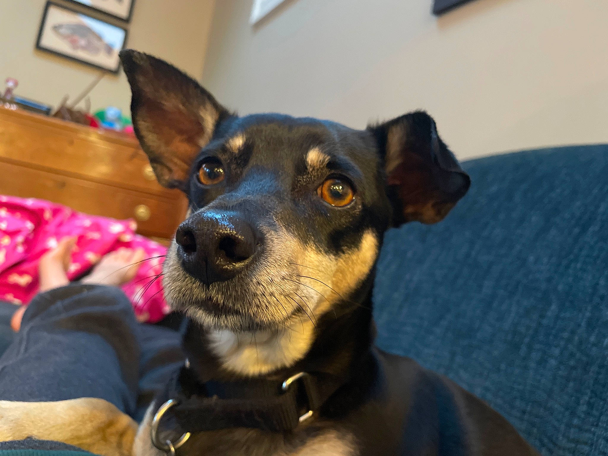Jelly joined the competition — help win amazing prizes! canidae, carnivore, collar, companion_dog, dog, dog_breed, ear, fawn, fur, guard_dog, jaw, paw, picture_frame, pinscher, prazsky_krysarik, snout, sporting_group, toy_dog, whiskers, working_animal