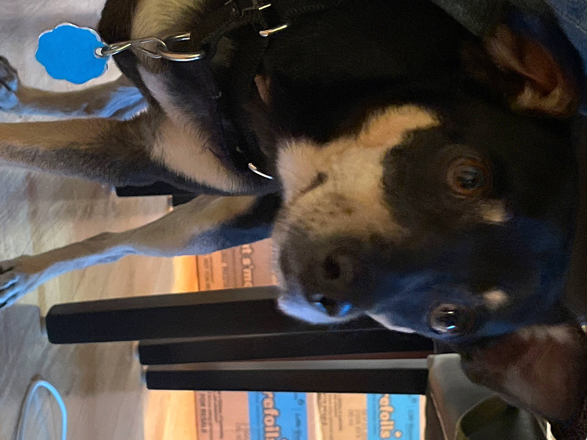 Jelly is registered to the contest to win money with this photo: building, canidae, carnivore, companion_dog, dog, dog_breed, dog_collar, fawn, fur, guard_dog, house, jaw, pet_supply, snapshot, snout, sporting_group, tail, whiskers, window, working_animal