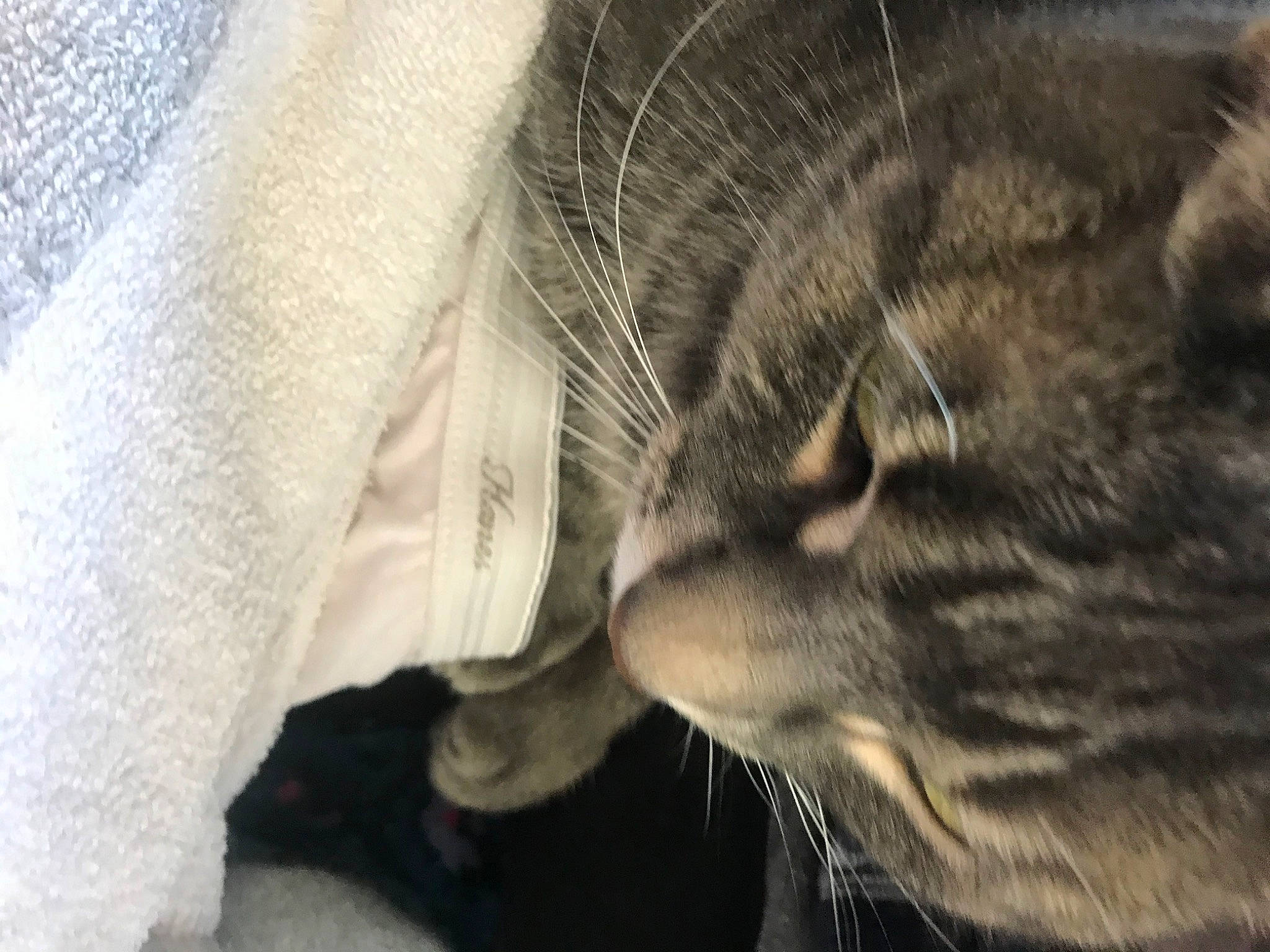 Frosty joined the competition — help win amazing prizes! carnivore, cat, claw, comfort, domestic_short_haired_cat, felidae, fur, grey, monochrome_photography, paw, small_to_medium_sized_cats, snout, tail, terrestrial_animal, whiskers, wildlife, window