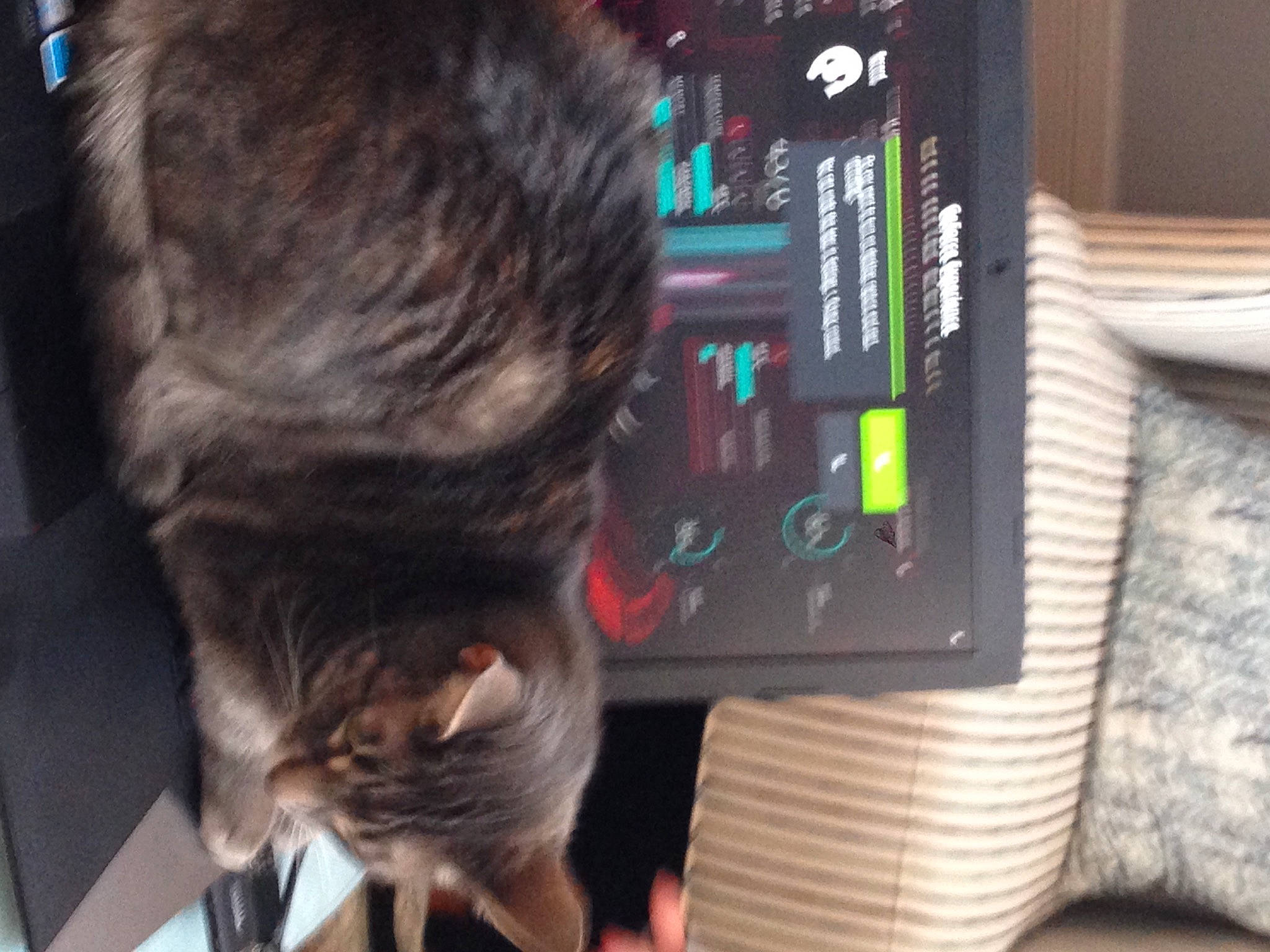 Frosty joined the competition — help win amazing prizes! audio_equipment, cat, child, communication_device, display_device, domestic_short_haired_cat, felidae, fur, gadget, machine, multimedia, room, small_to_medium_sized_cats, tail, toy, whiskers