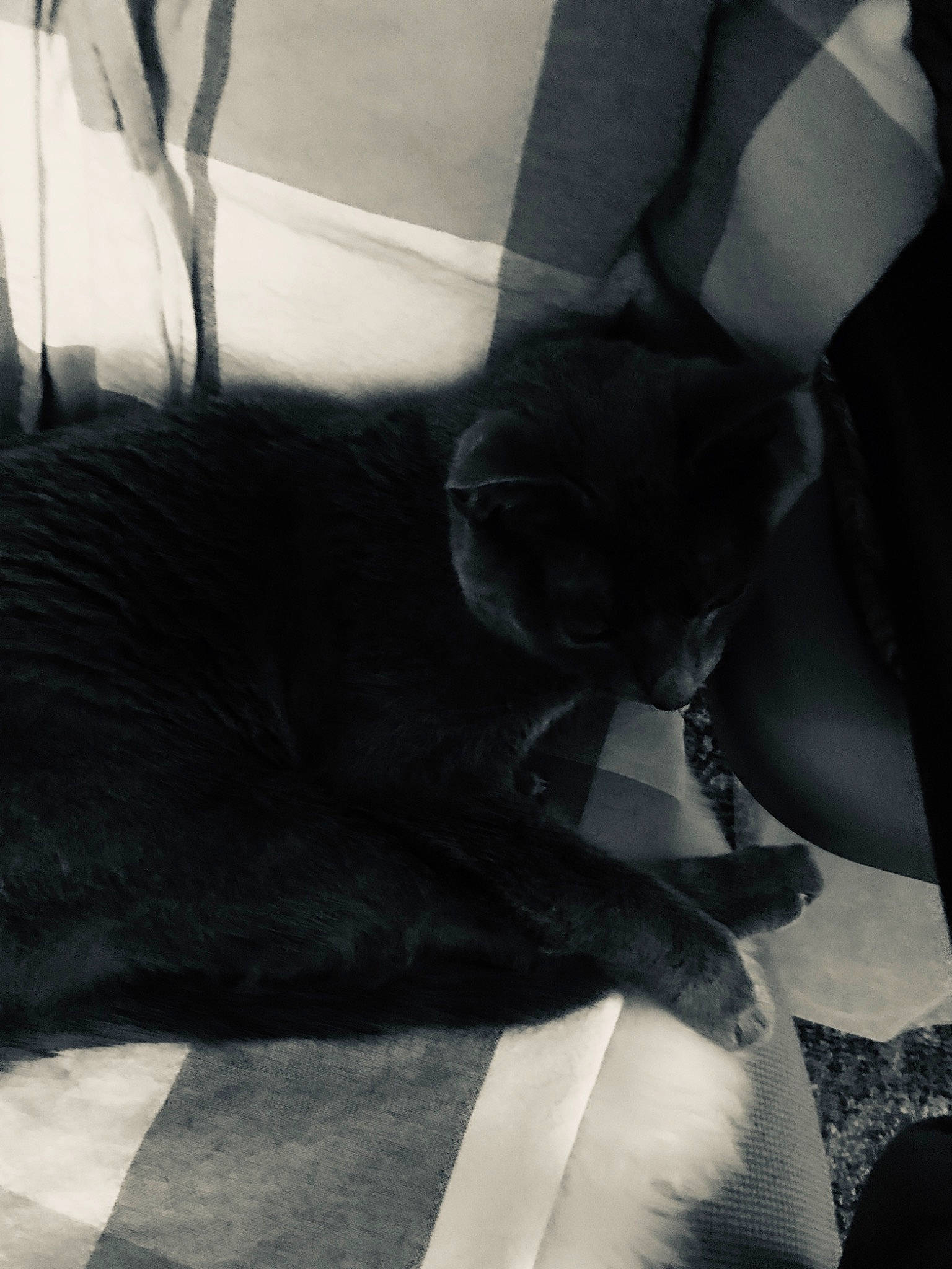 Frosty is registered to the contest to win money with this photo: auto_part, car_seat, car_seat_cover, carnivore, cat, comfort, domestic_short_haired_cat, felidae, fur, grey, head_restraint, human_leg, monochrome, monochrome_photography, room, sitting, small_to_medium_sized_cats, tail, tints_and_shades, whiskers