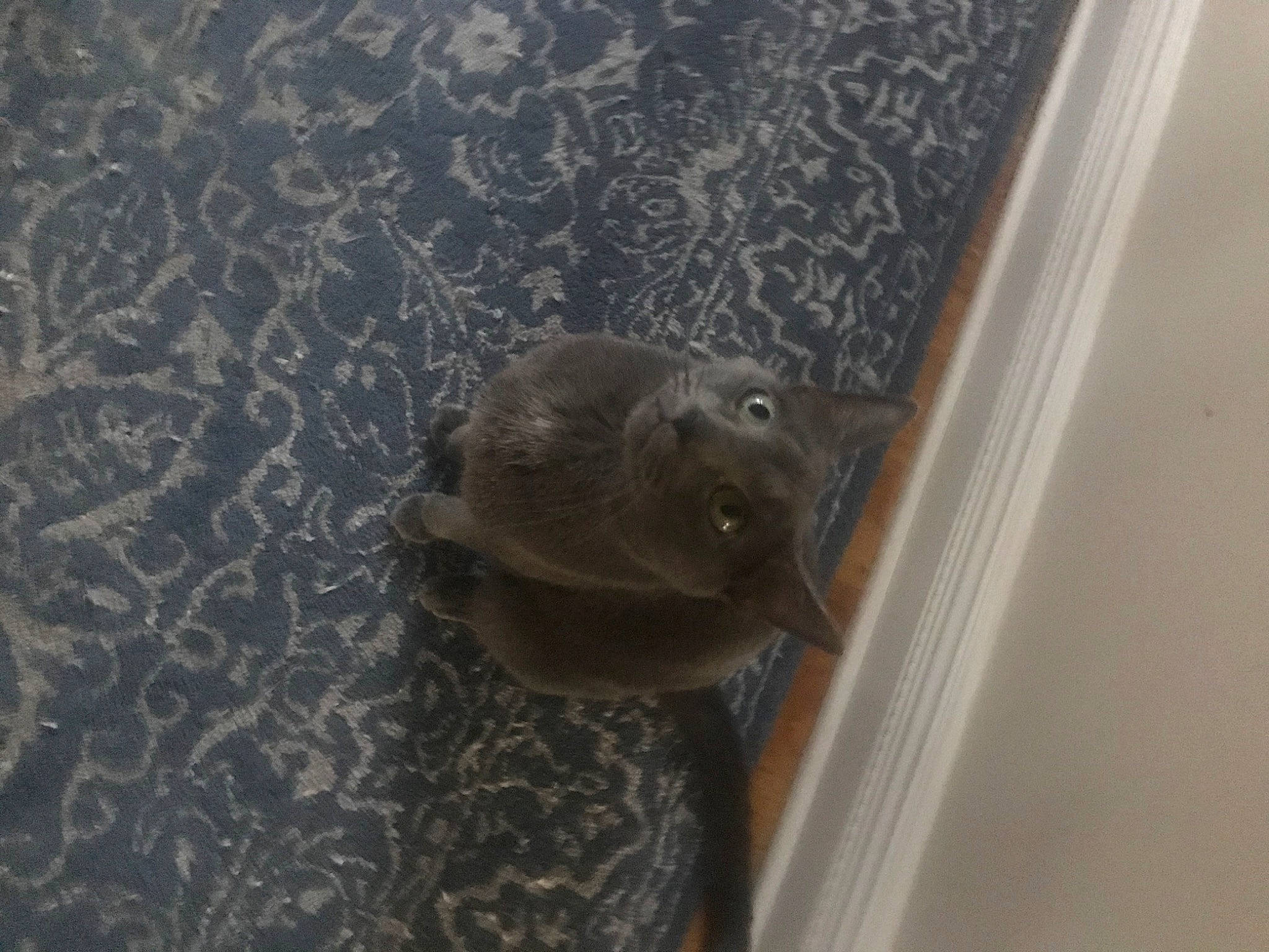 Smoothie joined the competition — help win amazing prizes! amphibian, ceiling, door, fish, grey, metal, pattern, reptile, softshell, terrestrial_animal, water, window, wood