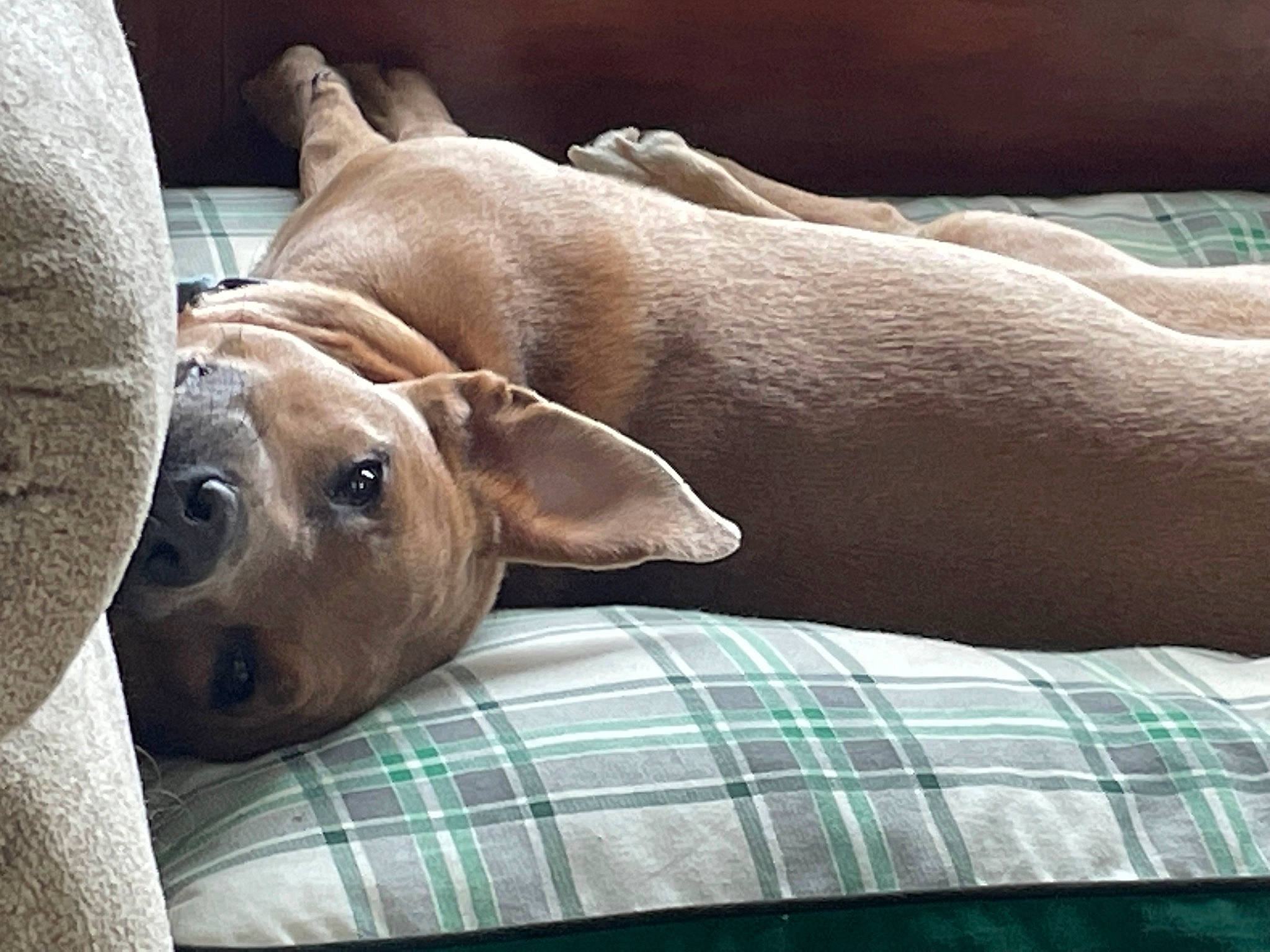 Bean is registered to the contest to win money with this photo: canidae, carnivore, collar, comfort, companion_dog, dog, dog_breed, dog_supply, fawn, linens, nap, non_sporting_group, pattern, pet_supply, plaid, sporting_group, tartan, terrestrial_animal, whiskers, working_animal