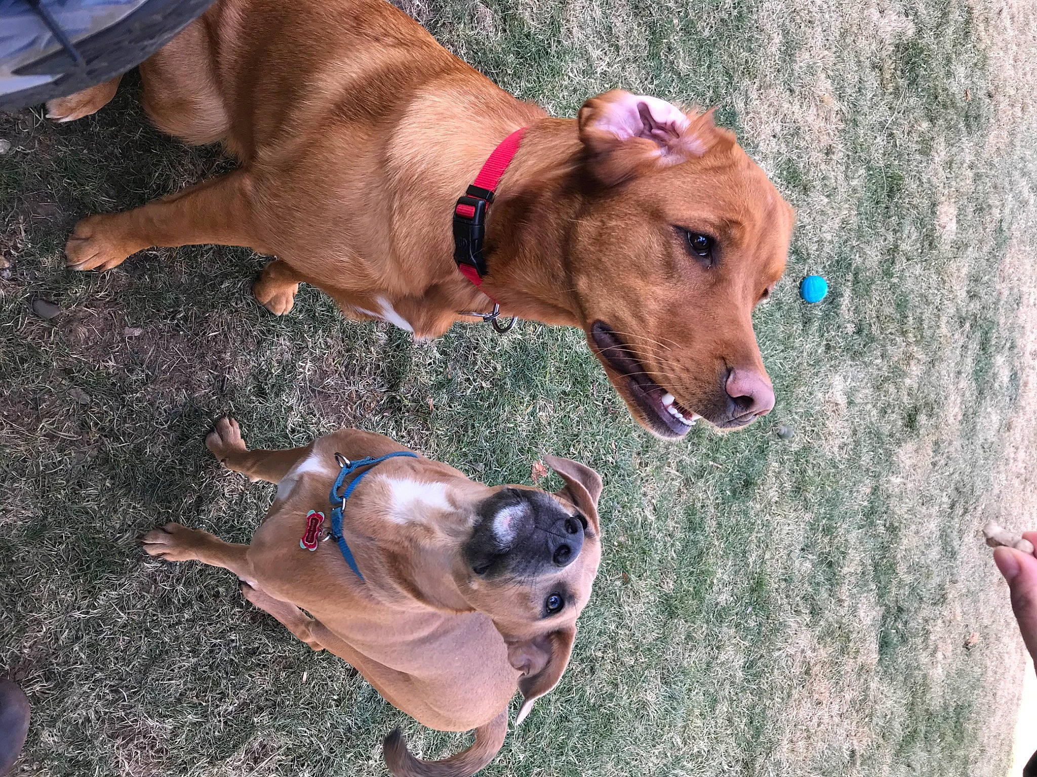 Bean joined the competition — help win amazing prizes! canidae, carnivore, collar, companion_dog, dog, dog_breed, dog_collar, dog_supply, ear, fashion_accessory, fawn, fur, leash, liver, paw, pet_supply, snout, sporting_group, working_animal, working_dog