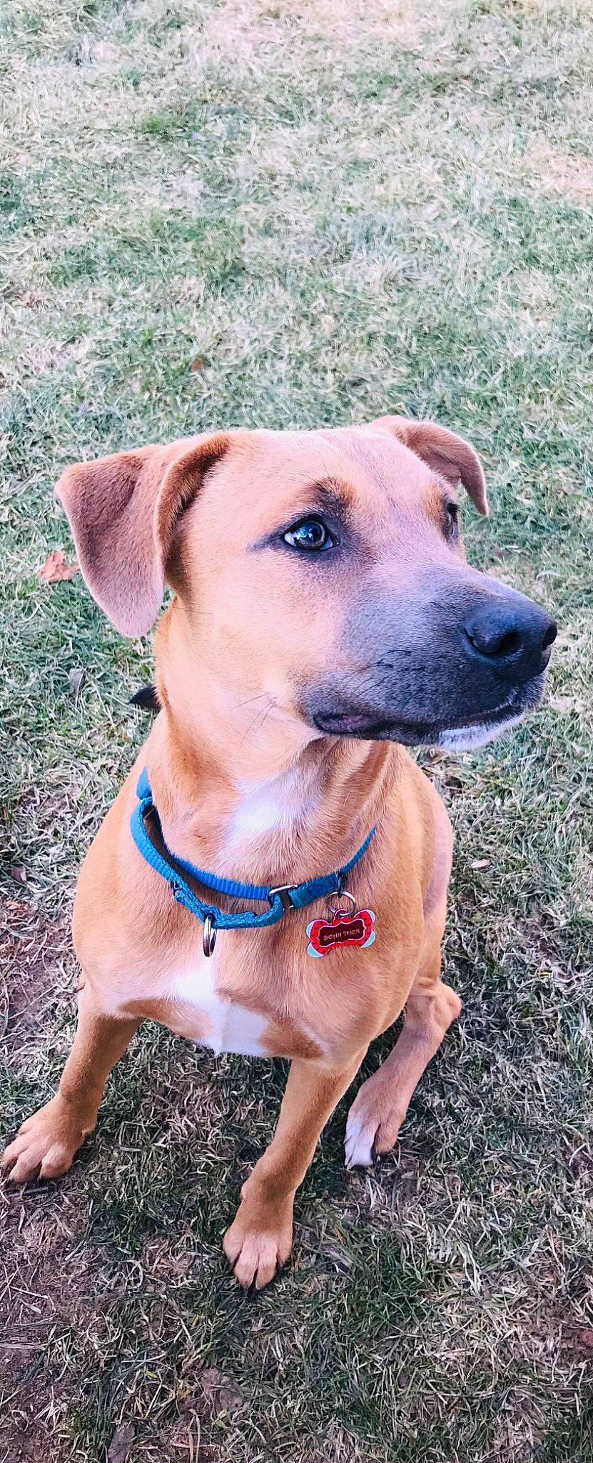 Bean joined the competition — help win amazing prizes! canidae, carnivore, collar, companion_dog, dog, dog_breed, dog_collar, fawn, grass, guard_dog, gun_dog, hunting_dog, liver, pet_supply, snout, sporting_group, whiskers, working_animal, working_dog