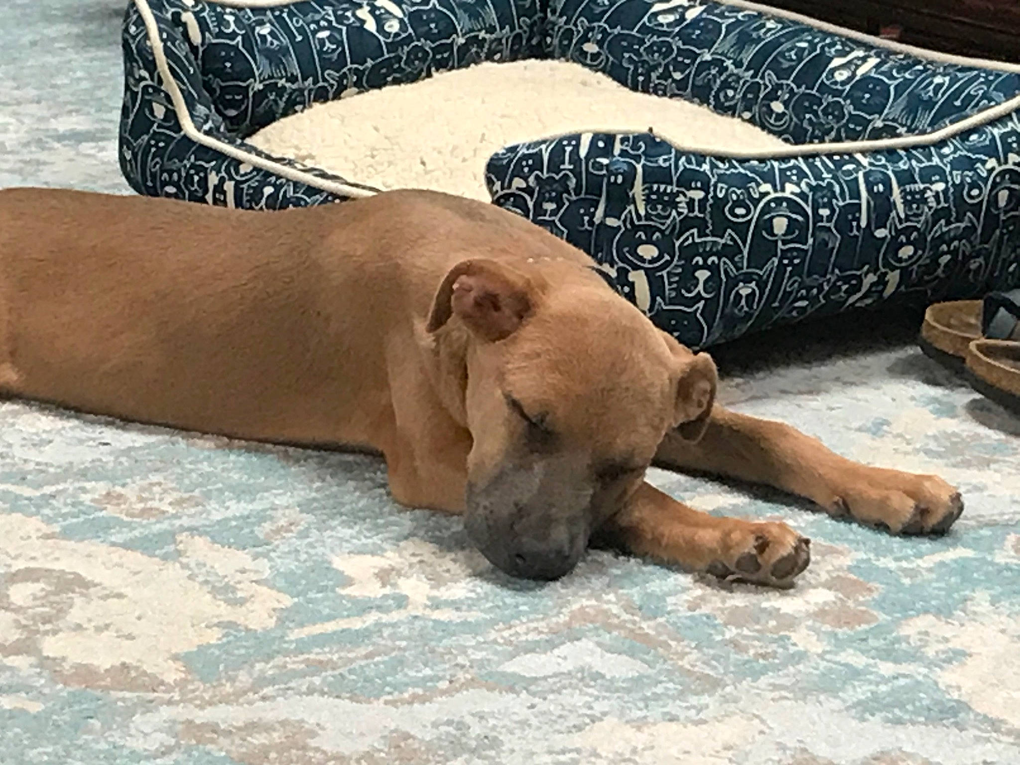 Bean is registered to the contest to win money with this photo: canidae, carnivore, comfort, companion_dog, dog, dog_breed, dog_supply, fawn, foot, human_leg, liver, paw, sleep, snout, sporting_group, terrestrial_animal, wildlife, wood, working_animal