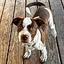 dog, puppy, brown, white, wooden_deck, pet, curious, ears, tail, floor, outdoor, canine, young_dog, fur, looking_up, animal, legs, paw, snout, closeup