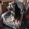 dog, armchair, gray_blanket, indoor, fur, pet, decor, model_ship, dried_plants, wooden_furniture, cozy, side_view, brown_fur, black_fur, attentive, home, floor, window, sitting, resting