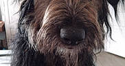 Oups participe au concours pour gagner de l'argent avec cette photo : dog, close_up, shaggy_coat, black_and_brown, pet, indoor, fur, muzzle, animal, canine, portrait, face, whiskers, nose, ears, house, floor, door, furniture, companion