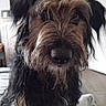 dog, close_up, shaggy_coat, black_and_brown, pet, indoor, fur, muzzle, animal, canine, portrait, face, whiskers, nose, ears, house, floor, door, furniture, companion