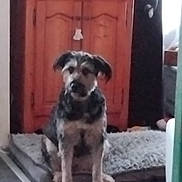 Oups a rejoint le concours — aidez-le/la à gagner de superbes lots ! dog, pet, indoor, furniture, wooden_cabinet, dog_bed, floor, animal, home, gray_bed, black_and_tan_dog, sitting, looking, blurry, furry, ears, tail, household, domestic_animal, companion