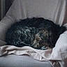 dog, curly_hair, sleeping, chair, blanket, indoor, pet, resting, cozy, fur, curled_up, quiet, soft, home, relaxing, furniture, animal, napping, couch, domestic