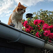 Cannelle participe au concours pour gagner de l'argent avec cette photo : cat, orange_cat, white_cat, roof, gutter, pink_roses, flowers, sky, clouds, outdoor, nature, plant, green_leaves, curious_cat, daylight, garden, pet, animal, flora, serene_sky