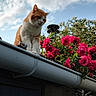 cat, orange_cat, white_cat, roof, gutter, pink_roses, flowers, sky, clouds, outdoor, nature, plant, green_leaves, curious_cat, daylight, garden, pet, animal, flora, serene_sky