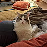 cat, fluffy_cat, white_cat, gray_cat, pet, indoor, living_room, blanket, pillow, couch, furniture, glass_table, vase, floor, cozy, relaxed, animal, domestic, cute, resting