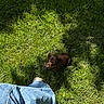 Pablo a rejoint le concours — aidez-le/la à gagner de superbes lots ! puppy, dog, grass, greenery, outdoor, jeans, shoe, shadow, sunlight, pet, animal, cute, brown, looking_up, small, nature, canine, young, playful, daylight