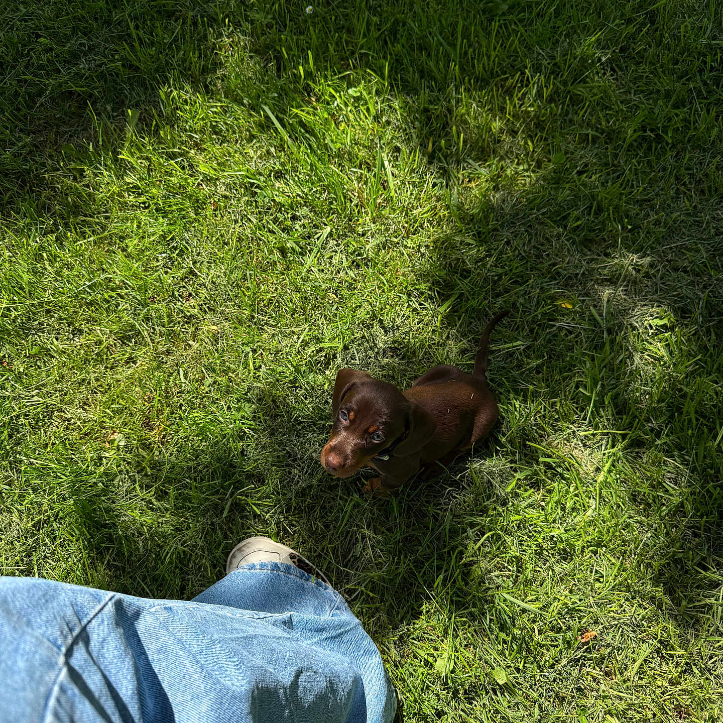 Pablo a rejoint le concours — aidez-le/la à gagner de superbes lots ! puppy, dog, grass, greenery, outdoor, jeans, shoe, shadow, sunlight, pet, animal, cute, brown, looking_up, small, nature, canine, young, playful, daylight