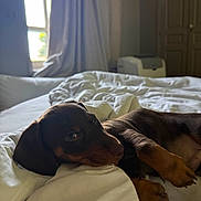 Pablo participe au concours pour gagner de l'argent avec cette photo : puppy, dog, bed, blanket, white_bed, window, curtains, indoor, resting, sleepy, brown_puppy, paw, fur, relaxed, cozy, sunlight, room, furniture, domestic, cute