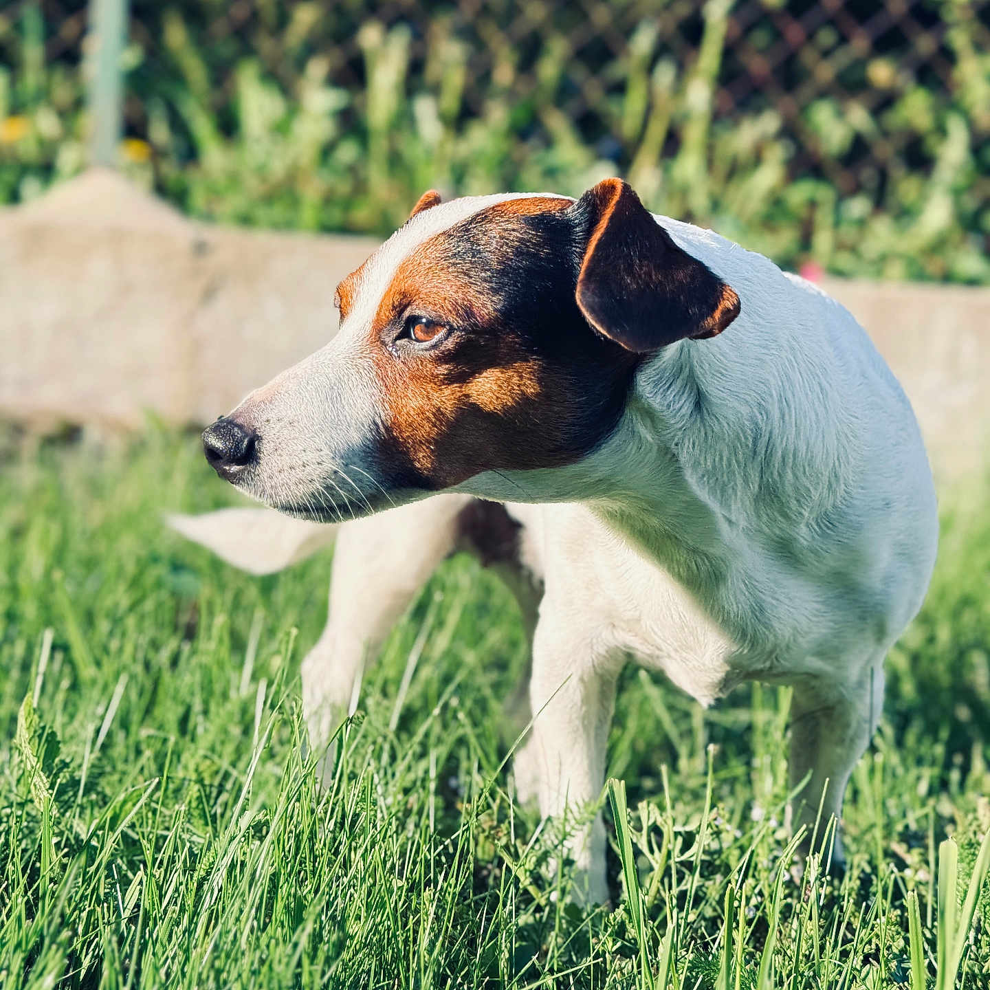 Jeepsy participe au concours pour gagner de l'argent avec cette photo : alert, animal, brown_fur, canine, daylight, dog, ears, fence, garden, grass, jack_russell_terrier, mammal, nature, outdoor, pet, portrait, side_view, standing, sunlight, white_fur