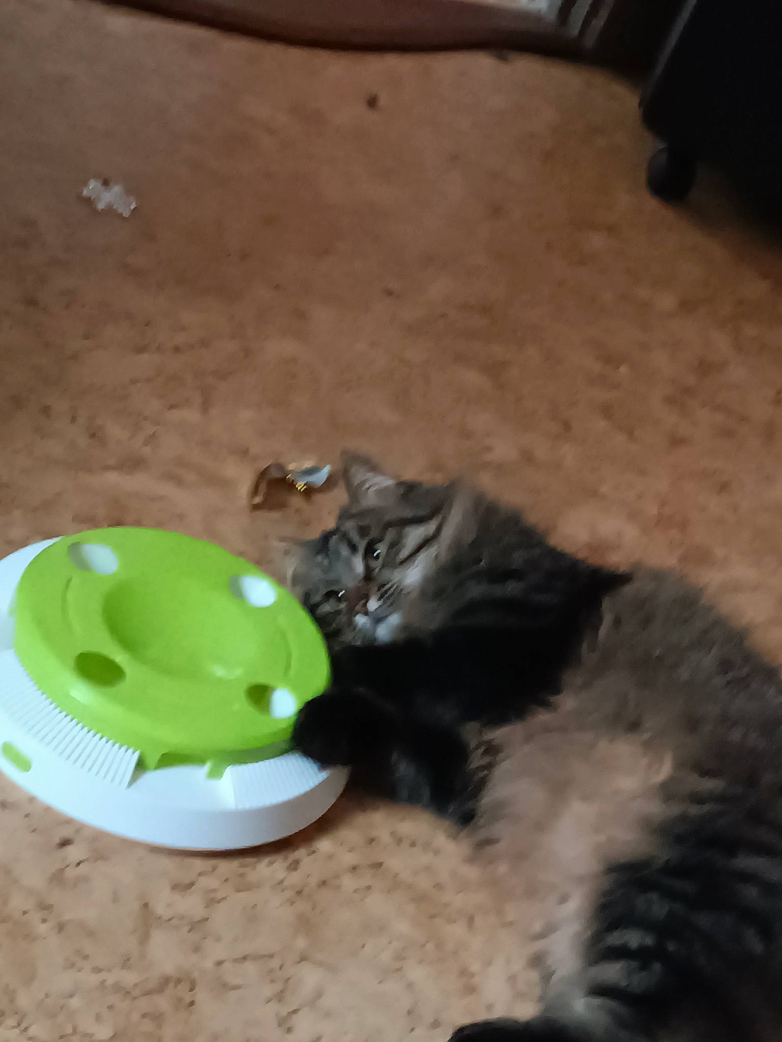 Faya participe au concours pour gagner de l'argent avec cette photo : black_cat, carnivore, cat, cat_toy, cup, dishware, domestic_short_haired_cat, felidae, flooring, fur, hardwood, paw, serveware, small_to_medium_sized_cats, snout, tableware, tail, terrestrial_animal, toy, whiskers