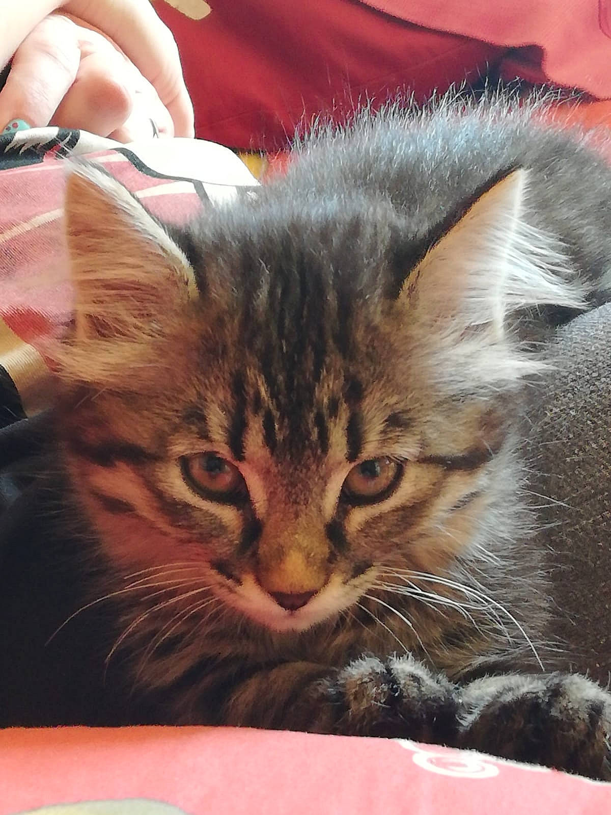 Faya a rejoint le concours — aidez-le/la à gagner de superbes lots ! carnivore, cat, claw, comfort, domestic_short_haired_cat, ear, felidae, fur, paw, small_to_medium_sized_cats, snout, whiskers