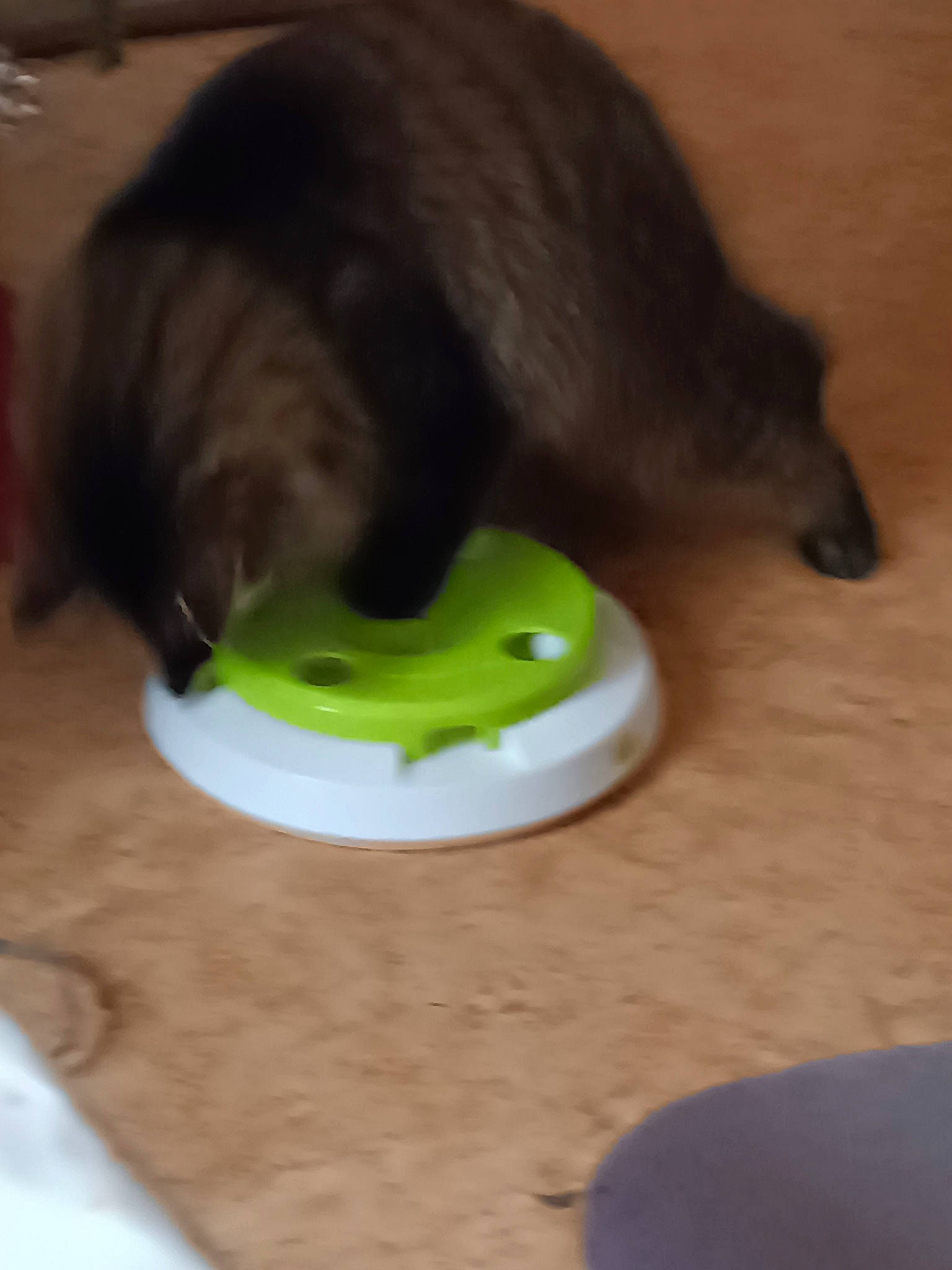 Faya participe au concours pour gagner de l'argent avec cette photo : amphibian, frog, grass, liquid, reptile, snout, squirrel_tree_frog, tail, terrestrial_animal, true_frog, whiskers