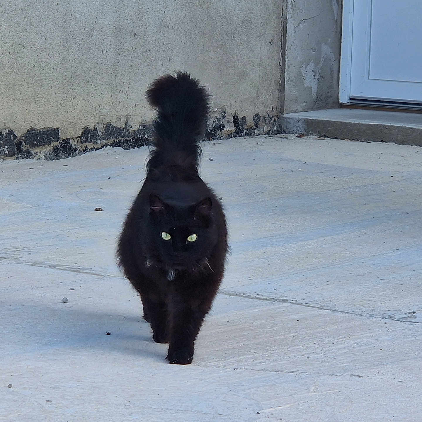 Filou