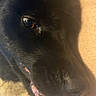 Kona is registered to the contest to win money with this photo: dog, black_dog, close_up, nose, eye, muzzle, fur, black_fur, canine, pet, animal, portrait, snout, whiskers, shiny_eye, indoor, warm_lighting, extreme_closeup, curious, funny