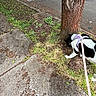 Kona is registered to the contest to win money with this photo: dog, black_and_white_dog, pink_harness, leash, sidewalk, tree, street, neighborhood, outdoor, walking, pet, animal, grass, plants, pavement, parked_car, residential_area, candid_photo, person, daylight