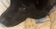 Kona joined the competition — help win amazing prizes! dog, black_dog, tan_paws, sleepy, resting, lying_down, close_up, pet, animal, fur, floppy_ears, snout, nose, paws, claws, cushion, bed, indoor, plaid, cozy