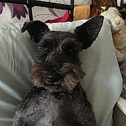 Molly joined the competition — help win amazing prizes! animal, bed, black, brown, closeup, cozy, cute, dog, ears, fur, head, home, indoor, looking, pet, pillow, plush_toy, portrait, resting, snout