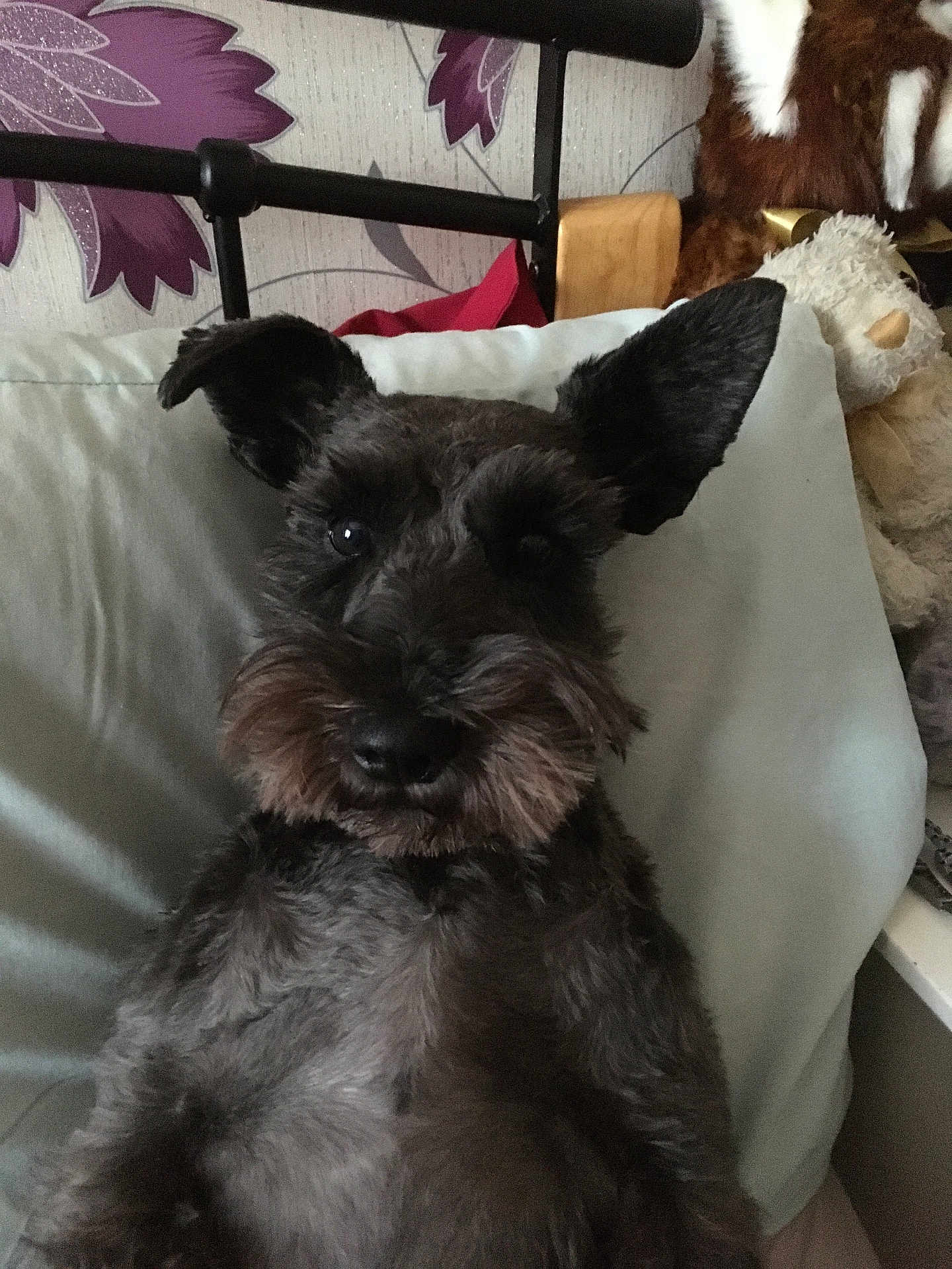 Molly