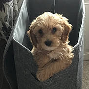 Daisy is registered to the contest to win money with this photo: puppy, dog, pet, cute, fluffy, basket, fabric, indoor, curtains, carpet, light, window, small, animal, young, fur, looking, cozy, home, portrait
