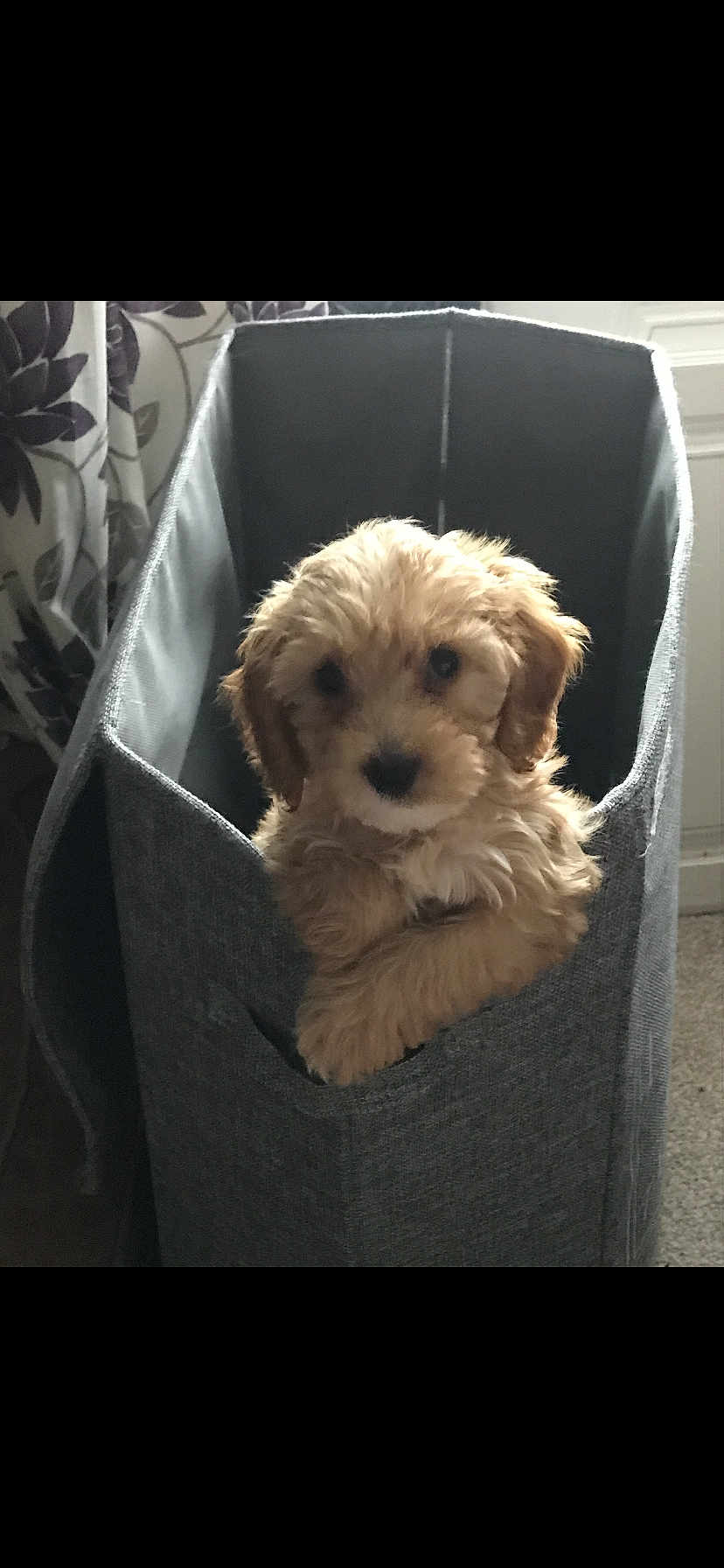 Daisy is registered to the contest to win money with this photo: puppy, dog, pet, cute, fluffy, basket, fabric, indoor, curtains, carpet, light, window, small, animal, young, fur, looking, cozy, home, portrait