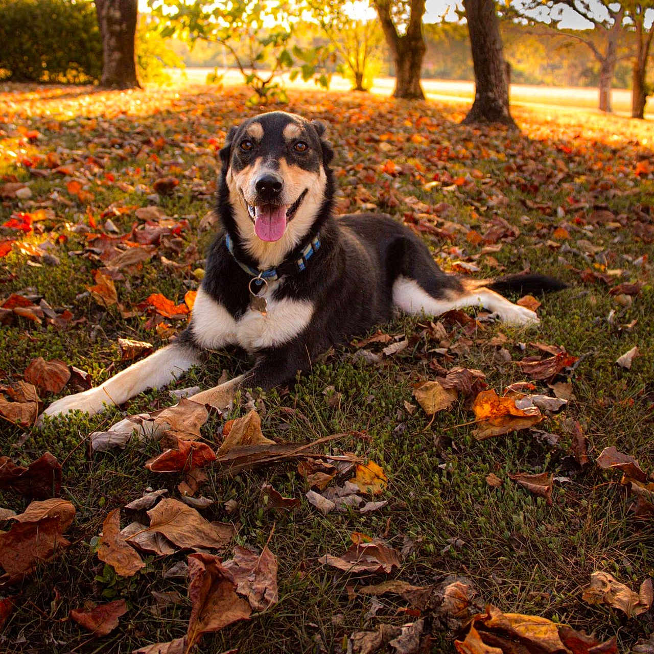 Cooper joined the competition — help win amazing prizes! animal, ball, canine, dog, grass, grove, hound, husky, land, leaf, nature, outdoors, park, pet, plant, puppy, sport, tree, vegetation, woodland