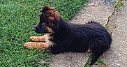 Aika participe au concours pour gagner de l'argent avec cette photo : puppy, dog, german_shepherd, grass, concrete, outdoor, path, fence, wooden_post, stone_wall, young_dog, pet, animal, side_view, resting, nature, daylight, curious, quiet, garden