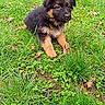puppy, dog, german_shepherd, grass, outdoor, pet, animal, young_dog, fur, greenery, nature, leaf, playful, canine, cute, small_dog, yard, fence, adorable, sitting