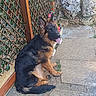 Aika a rejoint le concours — aidez-le/la à gagner de superbes lots ! dog, german_shepherd, puppy, outdoor, pathway, stone, wooden_trellis, vines, flowers, greenery, sitting, tongue_out, pet, animal, sunlight, nature, happy, playful, garden, fur