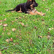 Aika a rejoint le concours — aidez-le/la à gagner de superbes lots ! puppy, dog, german_shepherd, grass, outdoor, nature, greenery, leaves, tree, fence, pet, young_dog, animal, canine, resting, lawn, sunlight, playful, cute, summer