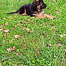 puppy, dog, german_shepherd, grass, outdoor, nature, greenery, leaves, tree, fence, pet, young_dog, animal, canine, resting, lawn, sunlight, playful, cute, summer