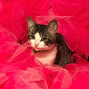 Bandit joined the competition — help win amazing prizes! cat, pet, animal, tabby, white, fur, ears, eyes, pink, fabric, tulle, fluffy, texture, cute, indoor, portrait, sitting, curious, collar, closeup