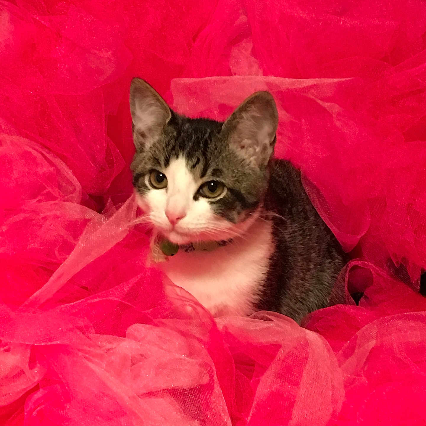 Bandit joined the competition — help win amazing prizes! cat, pet, animal, tabby, white, fur, ears, eyes, pink, fabric, tulle, fluffy, texture, cute, indoor, portrait, sitting, curious, collar, closeup
