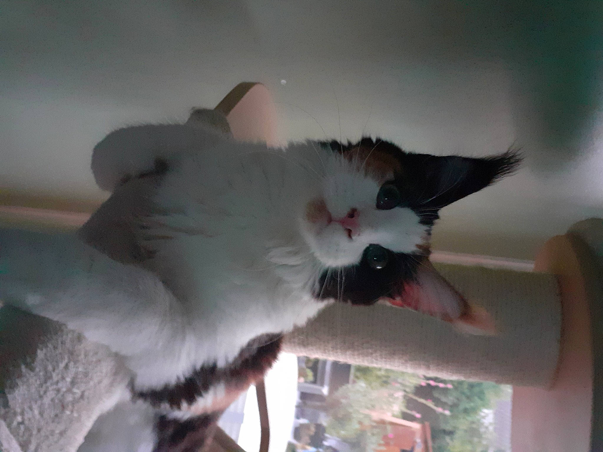 Queen participe au concours pour gagner de l'argent avec cette photo : carnivore, cat, felidae, ragdoll, small_to_medium_sized_cats, tail, turkish_van, whiskers