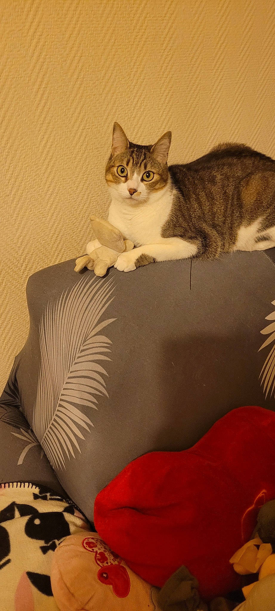 Inna participe au concours pour gagner de l'argent avec cette photo : carnivore, cat, cat_supply, comfort, couch, domestic_short_haired_cat, fawn, felidae, fur, linens, paw, pillow, room, sitting, small_to_medium_sized_cats, tail, terrestrial_animal, throw_pillow, whiskers, window
