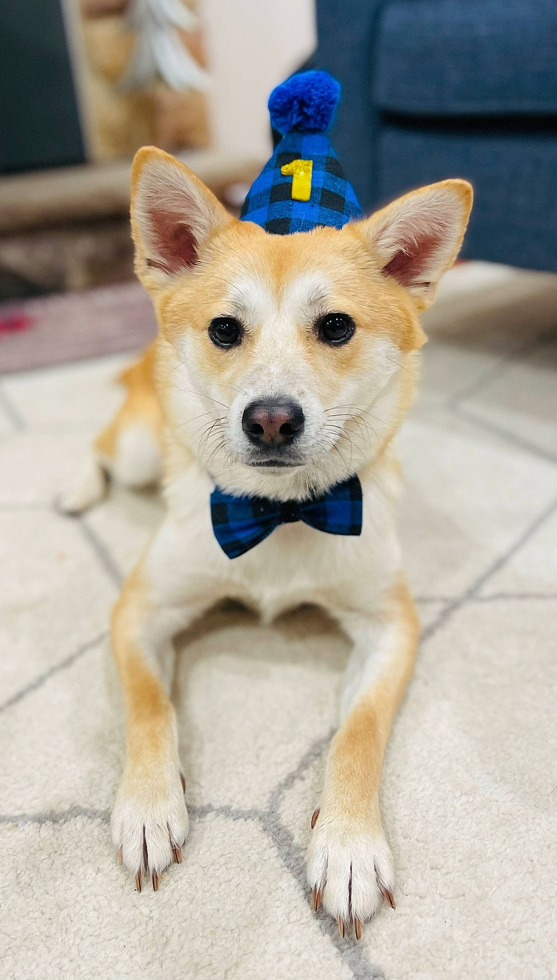 Kodi is registered to the contest to win money with this photo: ancient_dog_breeds, blue, canidae, carnivore, companion_dog, dog, dog_breed, dog_supply, fawn, flooring, non_sporting_group, paw, puppy, snout, sporting_group, tail, terrestrial_animal, working_animal, working_dog