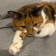 Louna participe au concours pour gagner de l'argent avec cette photo : cat, calico_cat, pet, animal, feline, paw, fur, whiskers, ear, bed, blanket, resting, cute, closeup, indoor, sleepy, soft, relaxed, domestic_cat, mammal