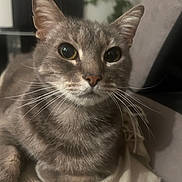 Softail a rejoint le concours — aidez-le/la à gagner de superbes lots ! cat, gray_cat, tabby, whiskers, close_up, indoor, pet, feline, animal, cozy, blanket, relaxed, fur, cute, domestic_cat, resting, portrait, eyes, ears, home