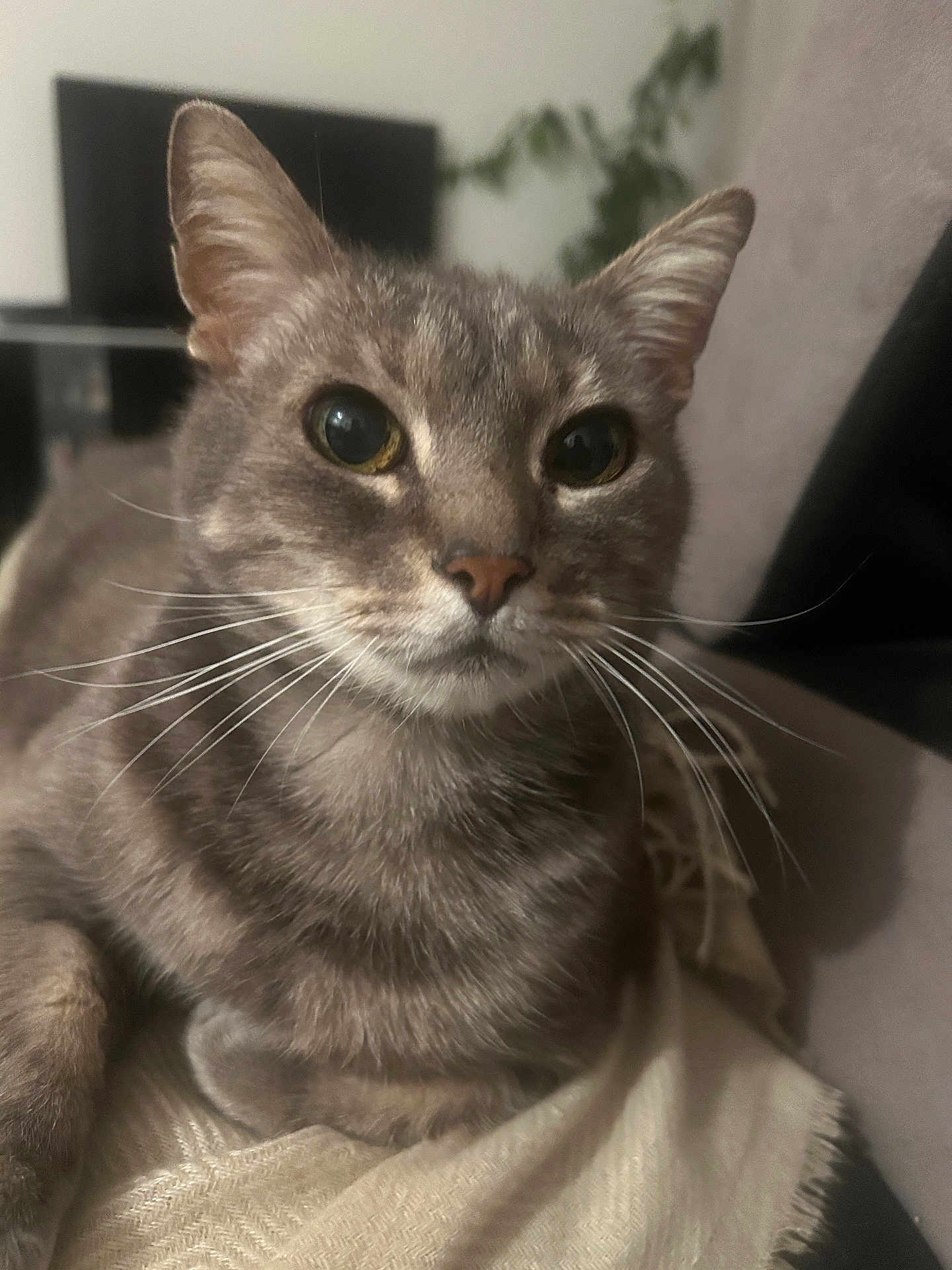 Softail a rejoint le concours — aidez-le/la à gagner de superbes lots ! cat, gray_cat, tabby, whiskers, close_up, indoor, pet, feline, animal, cozy, blanket, relaxed, fur, cute, domestic_cat, resting, portrait, eyes, ears, home